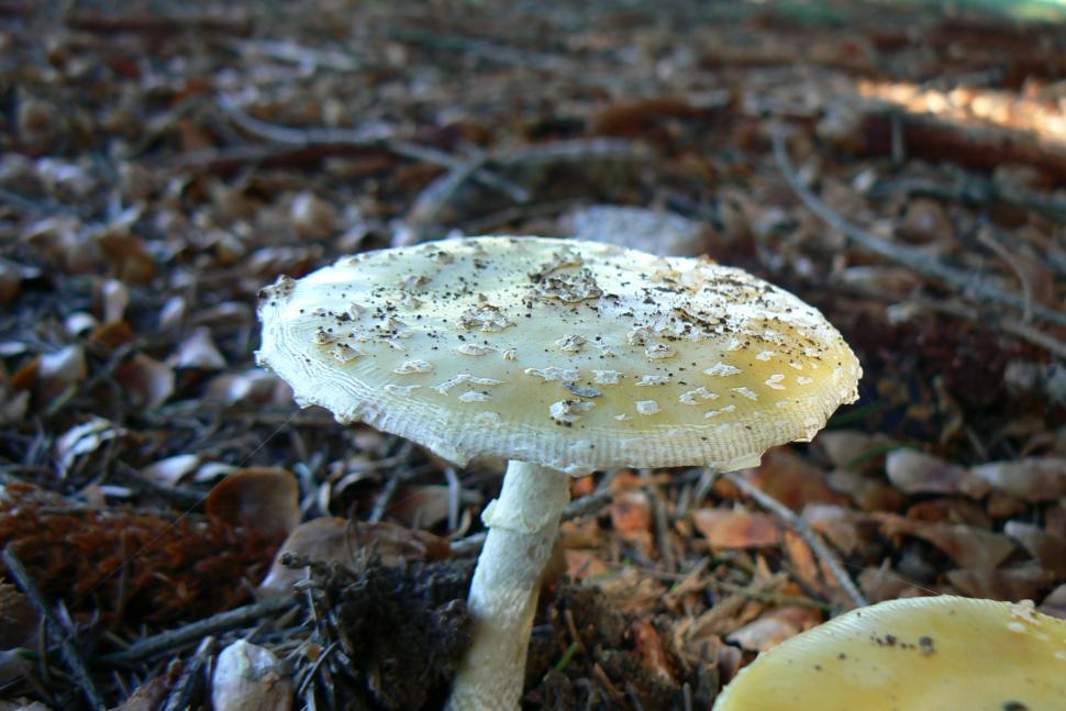 Free Image of Mushroom 