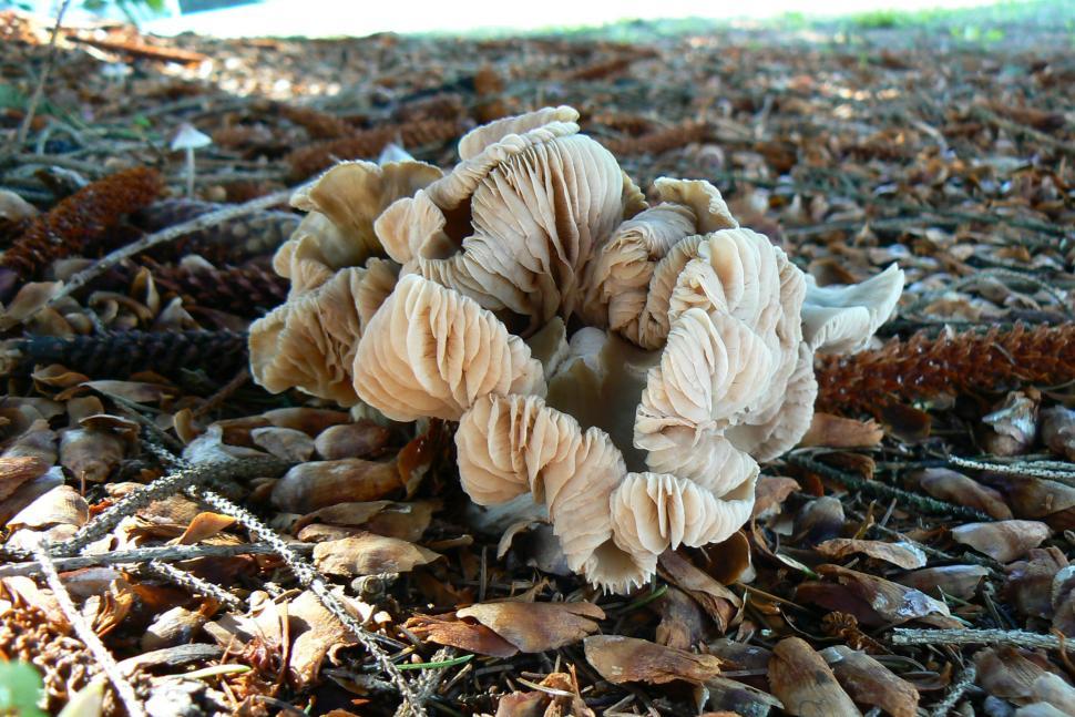 Free Image of Large Brown Fungus Mushroom 