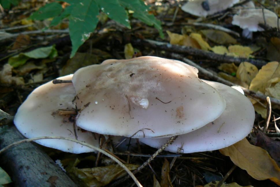 Free Image of Three flat brown mushrooms in the woods 