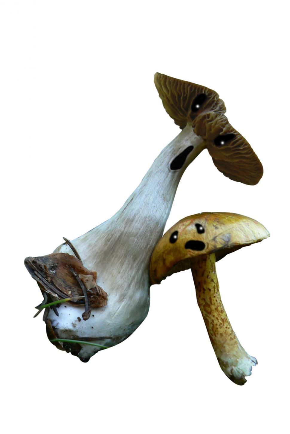 Free Image of Scary Halloween Mushrooms 