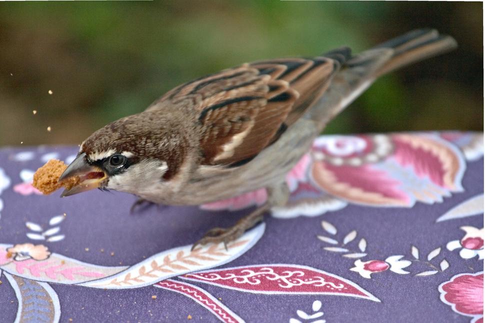 Free Image of Sparrow 