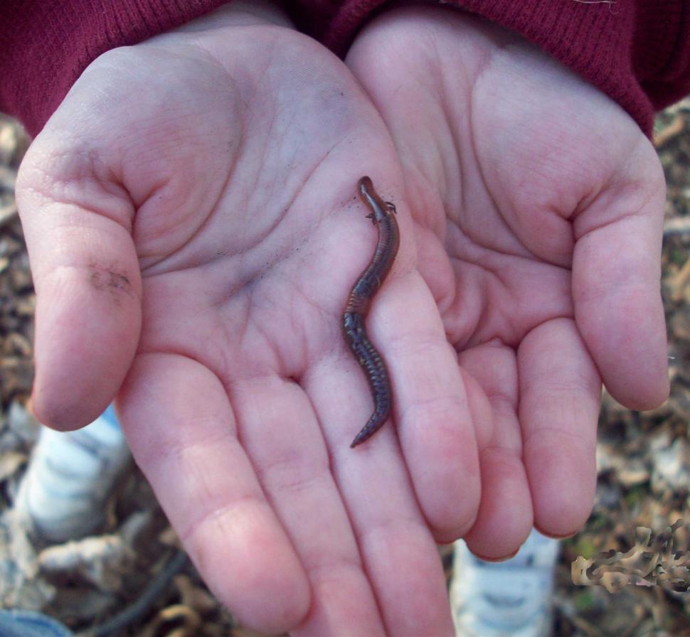 Free Image of Worm in Childs Hands 
