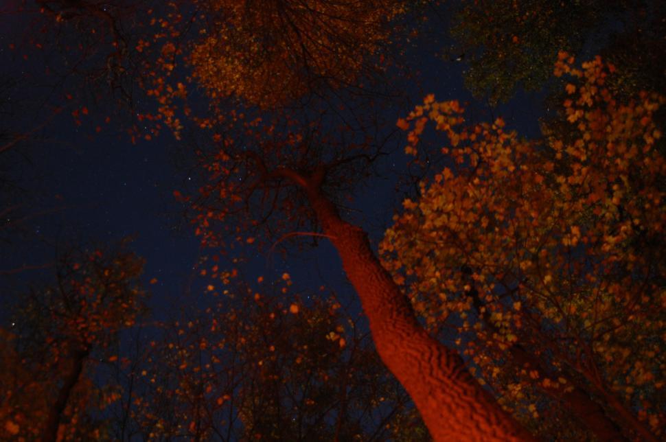 Free Image of Looking Up at a Tall Tree at Night 