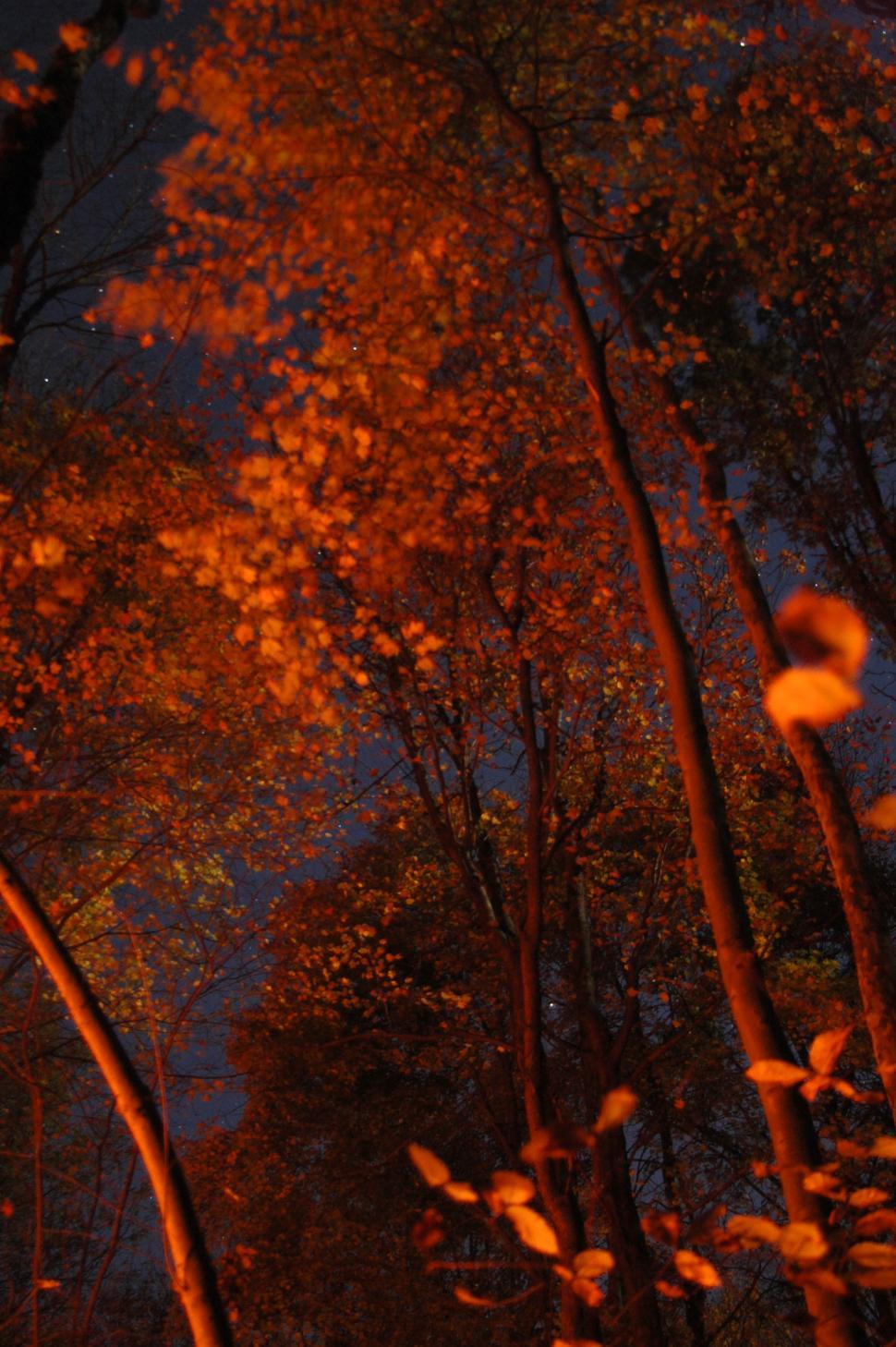 Free Image of Trees at night 