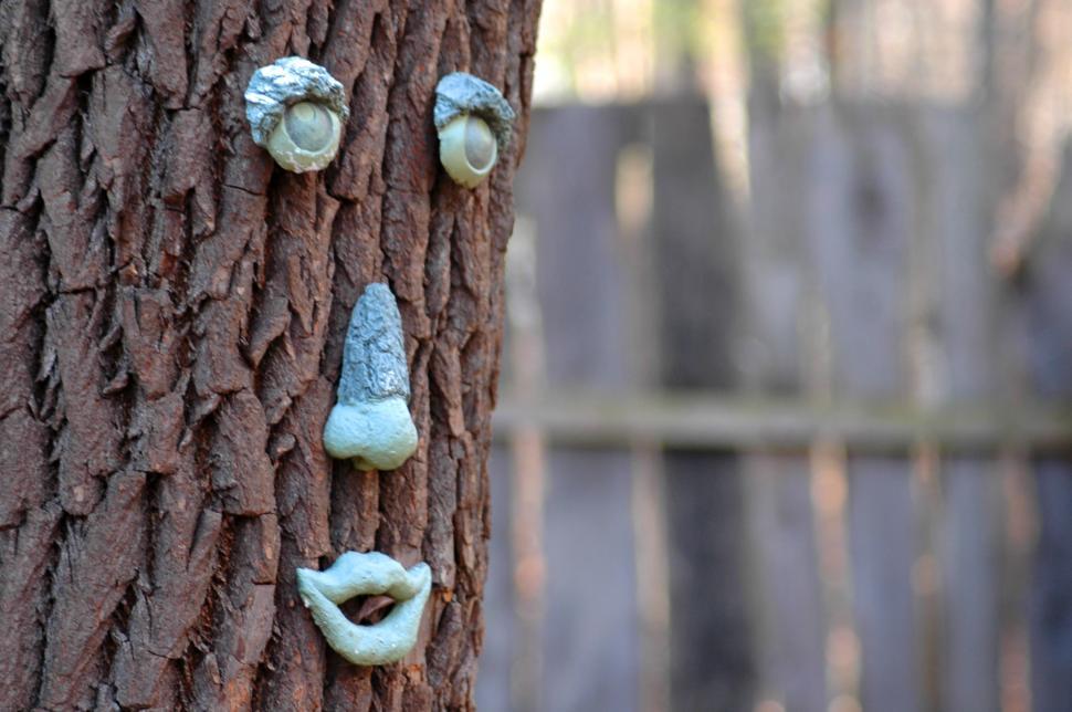 Free Image of Tree With a Human Face Close-Up 