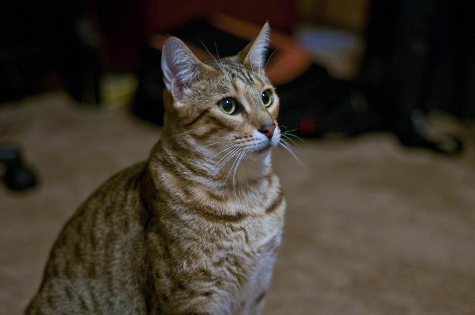 Free Image of Savannah Cat 