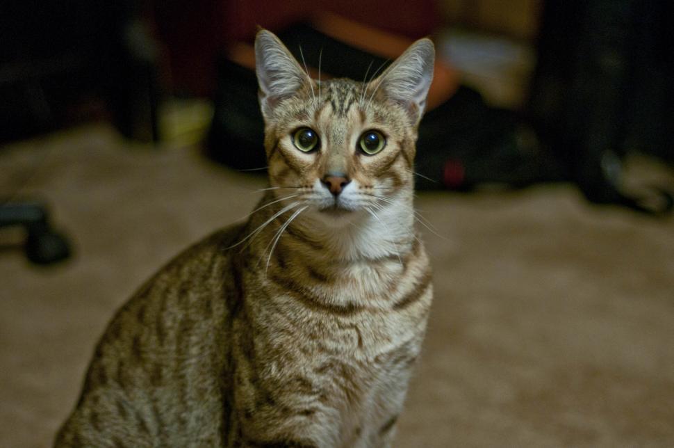 Free Image of Savannah Cat 