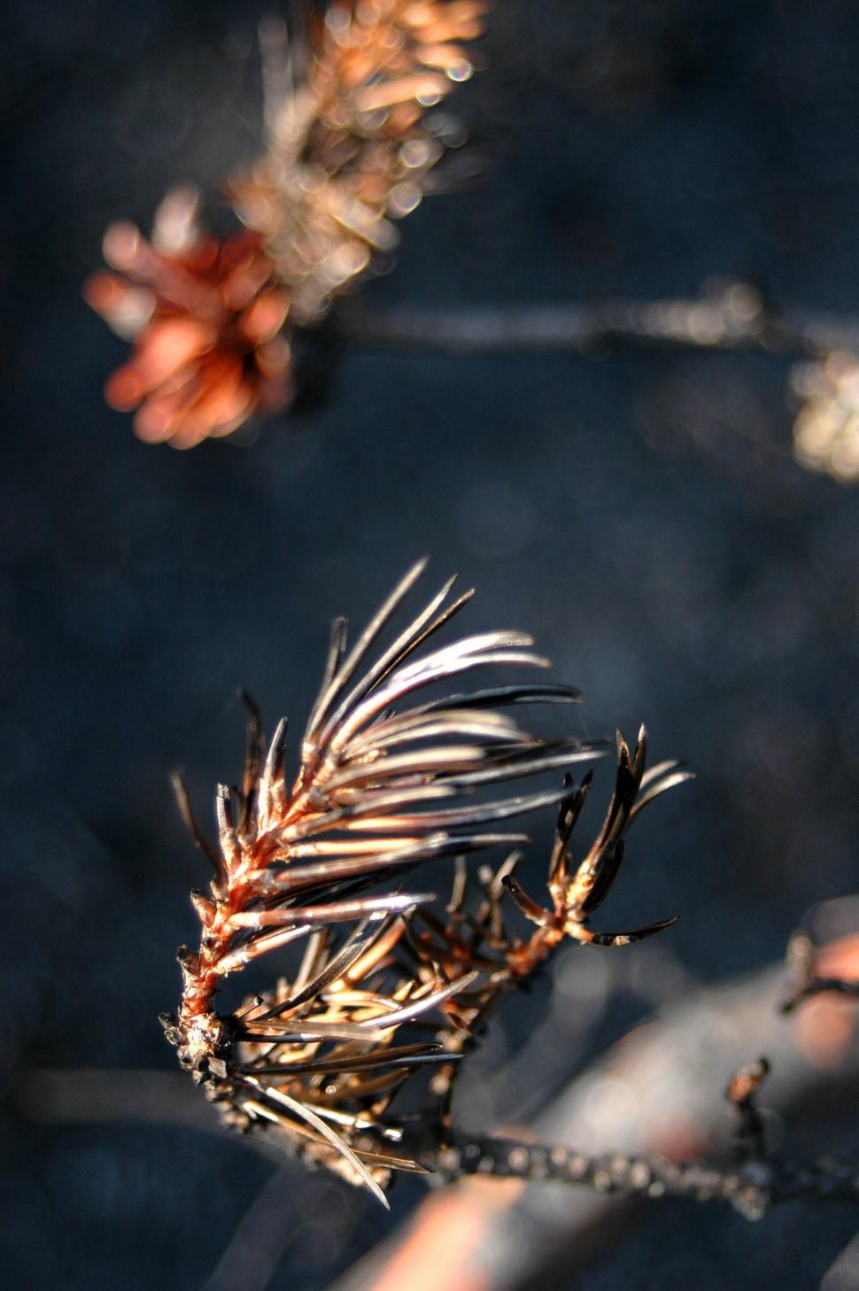 Free Image of Close Up of a Small Pine Tree Branch 