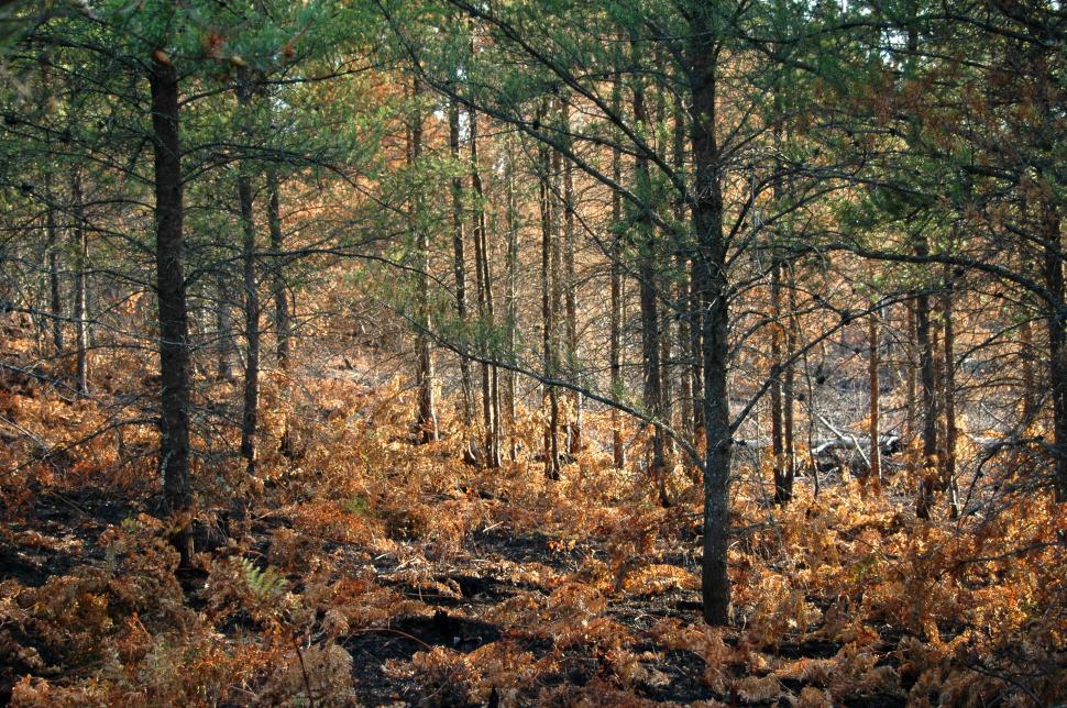 Free Image of Towering Trees in Dense Forest 