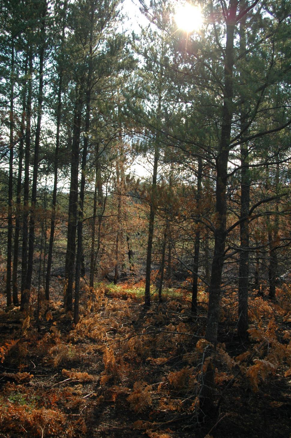 Free Image of Forest Fire Remains 