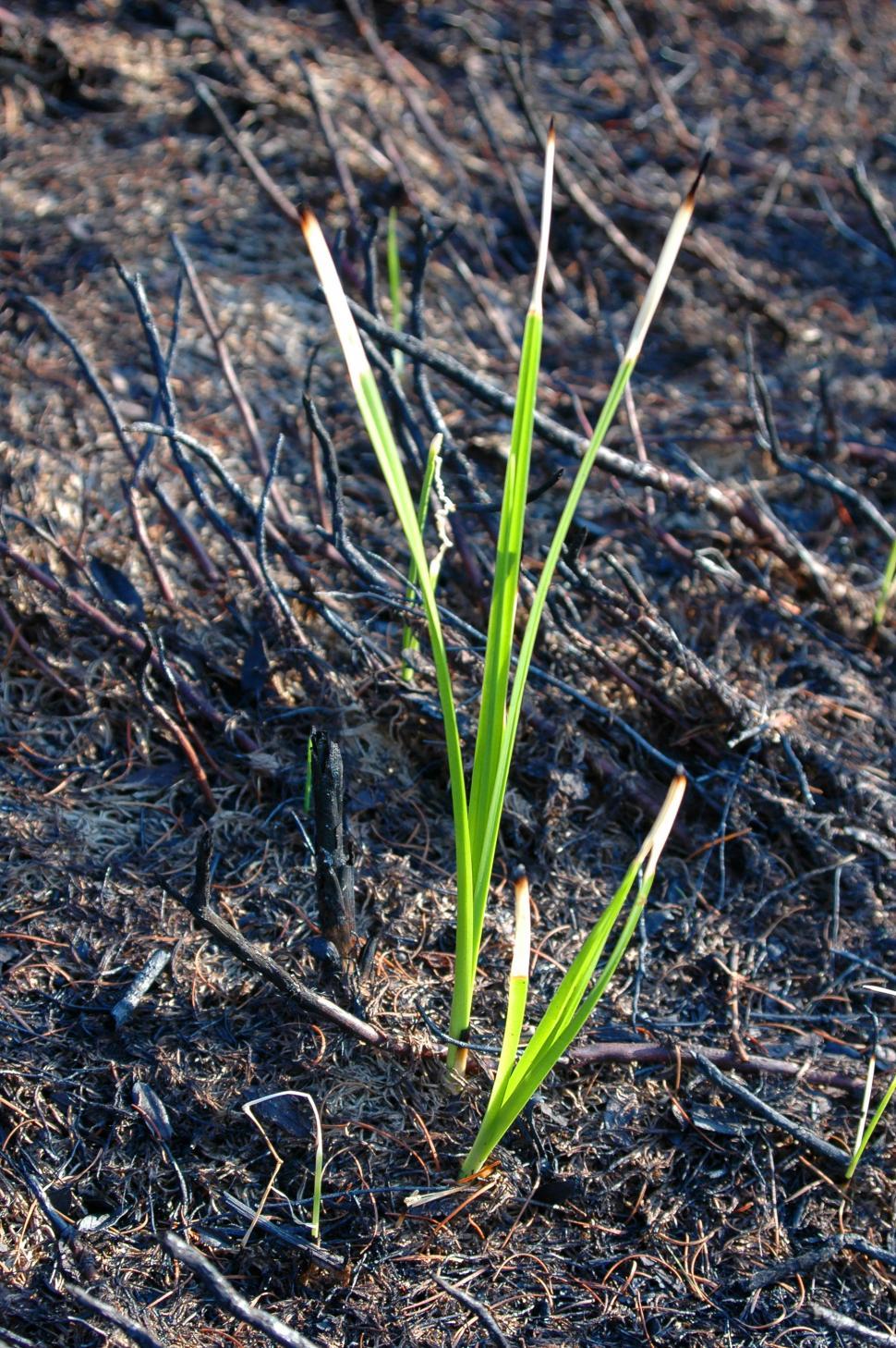 Free Image of Close Up of a Plant Growing in the Dirt 