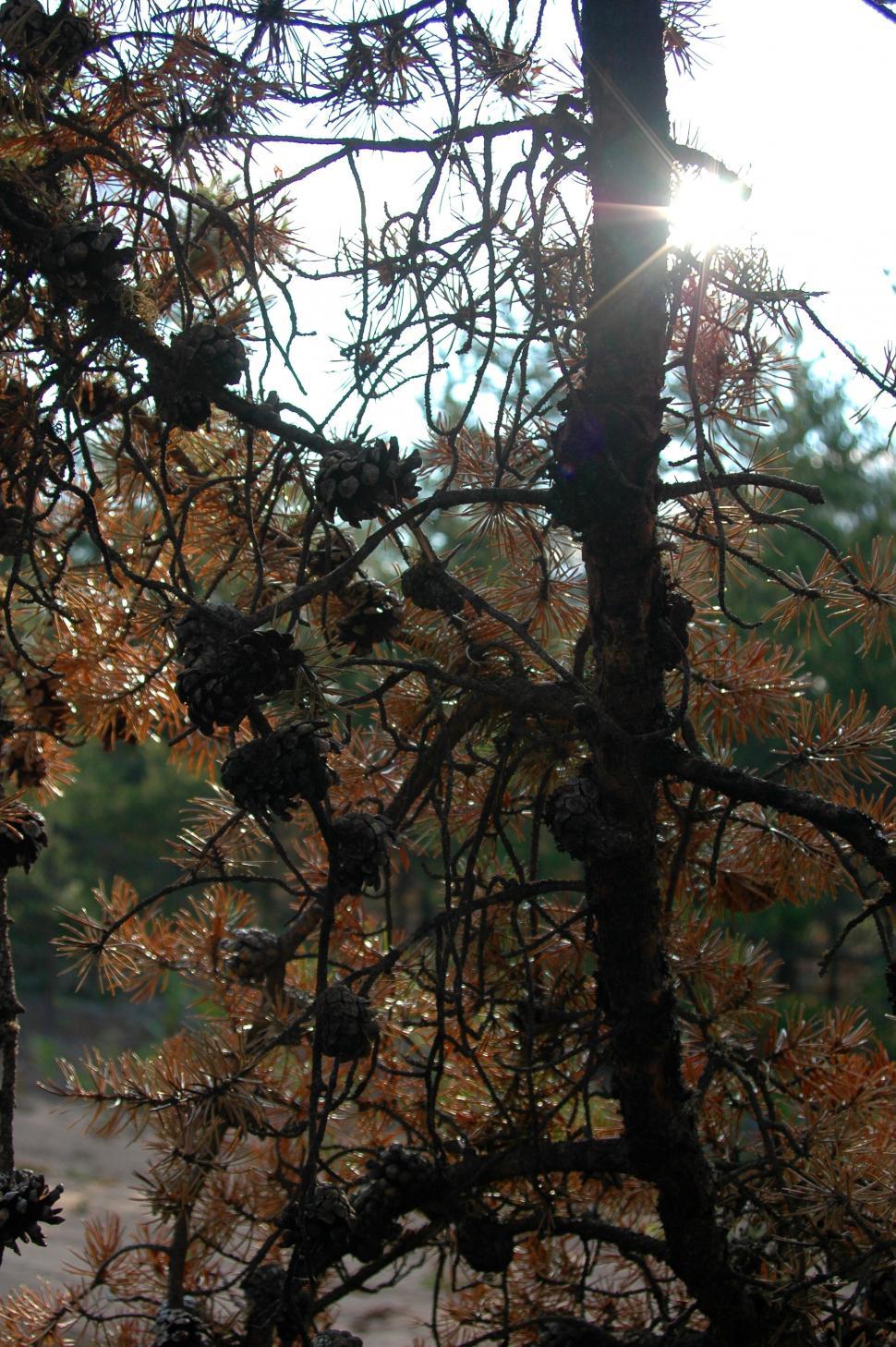 Free Image of Sun Shining Through Pine Tree Branches 