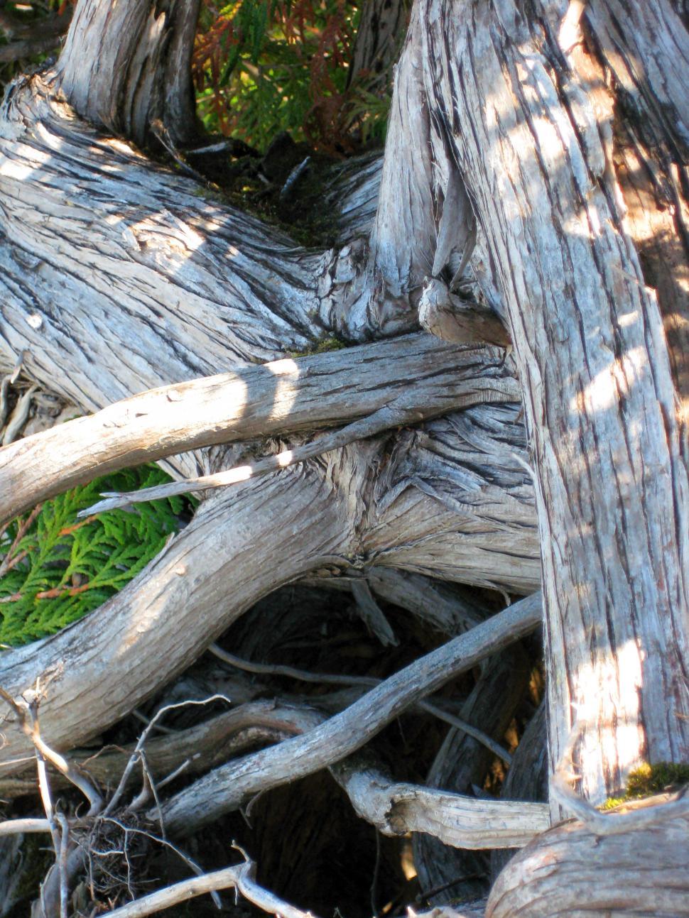 Free Image of Tree Roots 