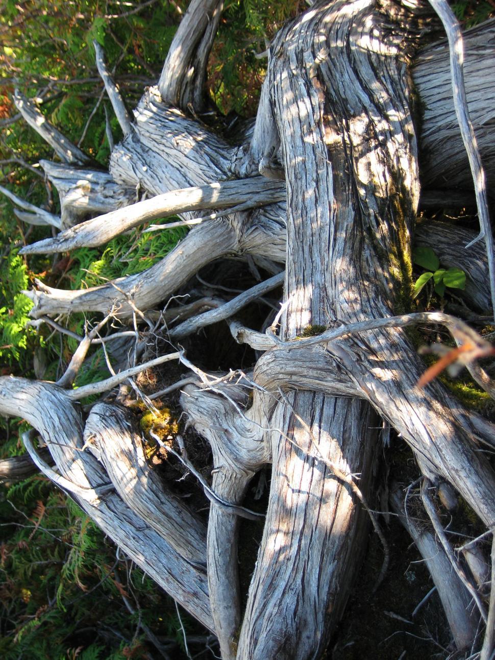 Free Image of Piles of Cut Tree Branches 