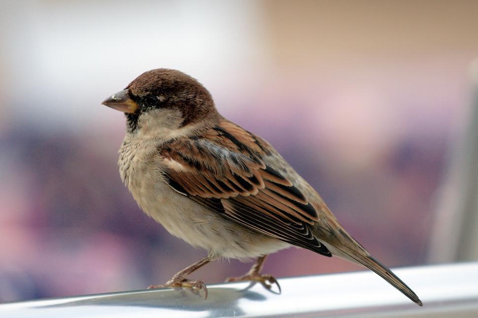 Free Image of The sparrow 