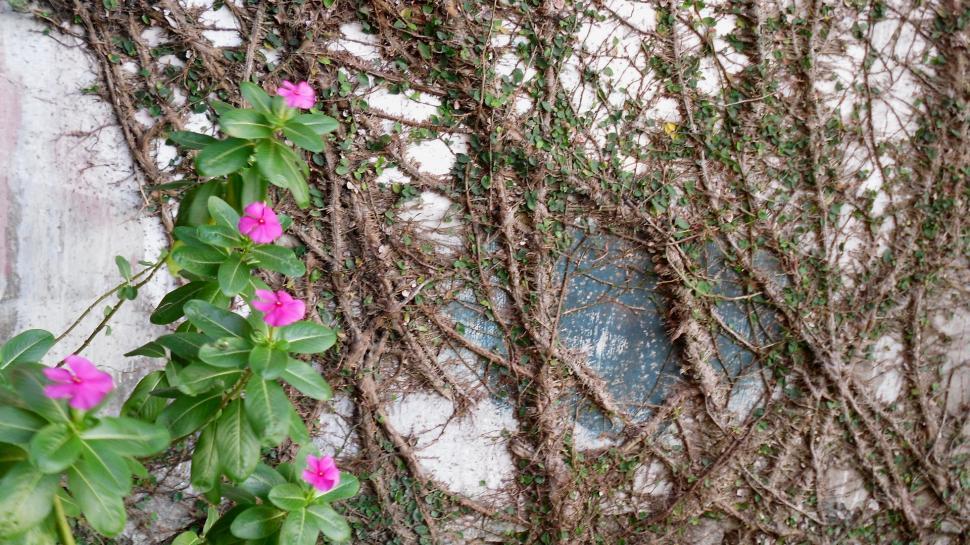 Free Image of Wall Covered With Vines and Pink Flowers 