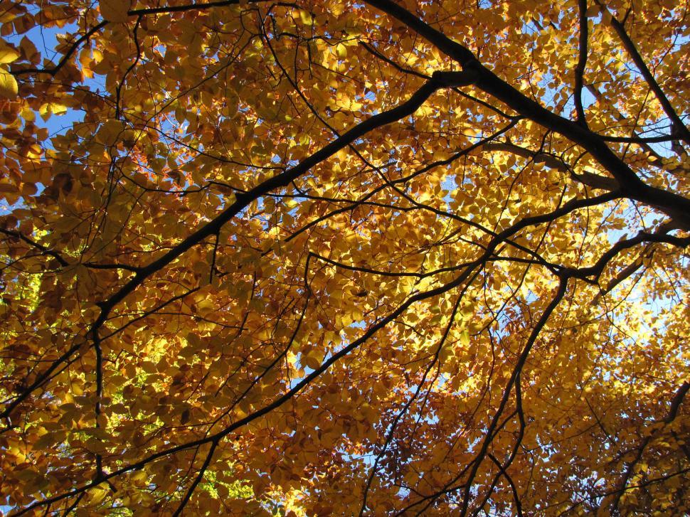 Free Image of Tree With Yellow Leaves and Blue Sky 