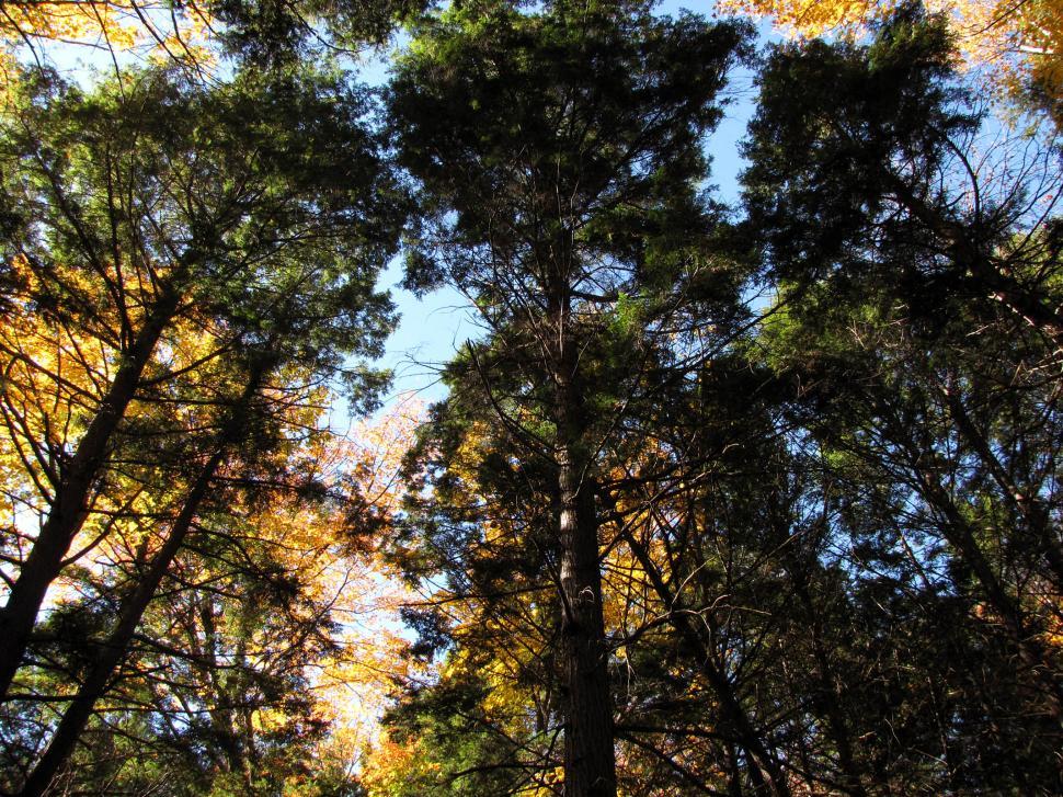 Free Image of Fall Pines 