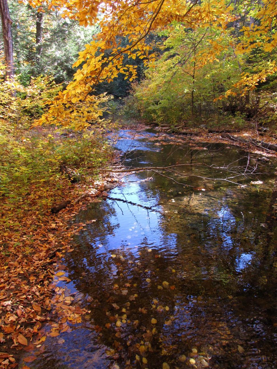 Free Image of Small Creek Surrounded by Trees and Leaves 
