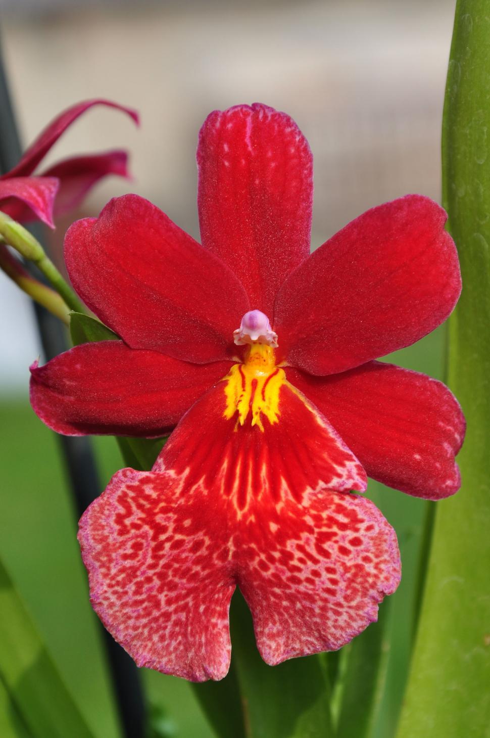 Free Image of Cambria orchid 