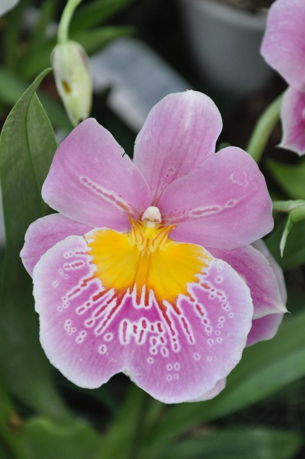 Free Image of Cambria orchid 