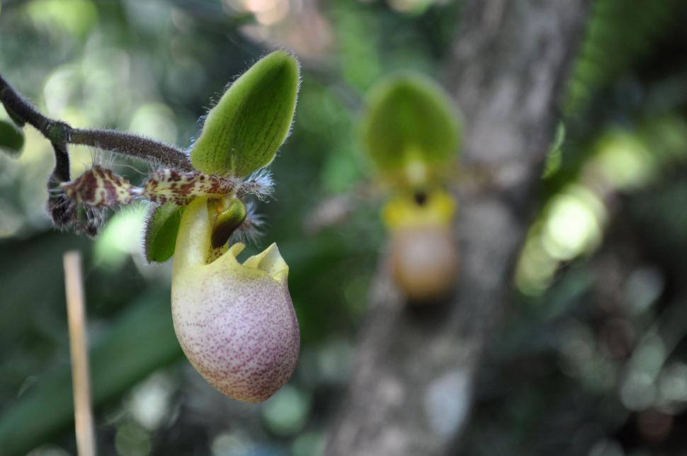 Free Image of Ladyss slipper orchid 