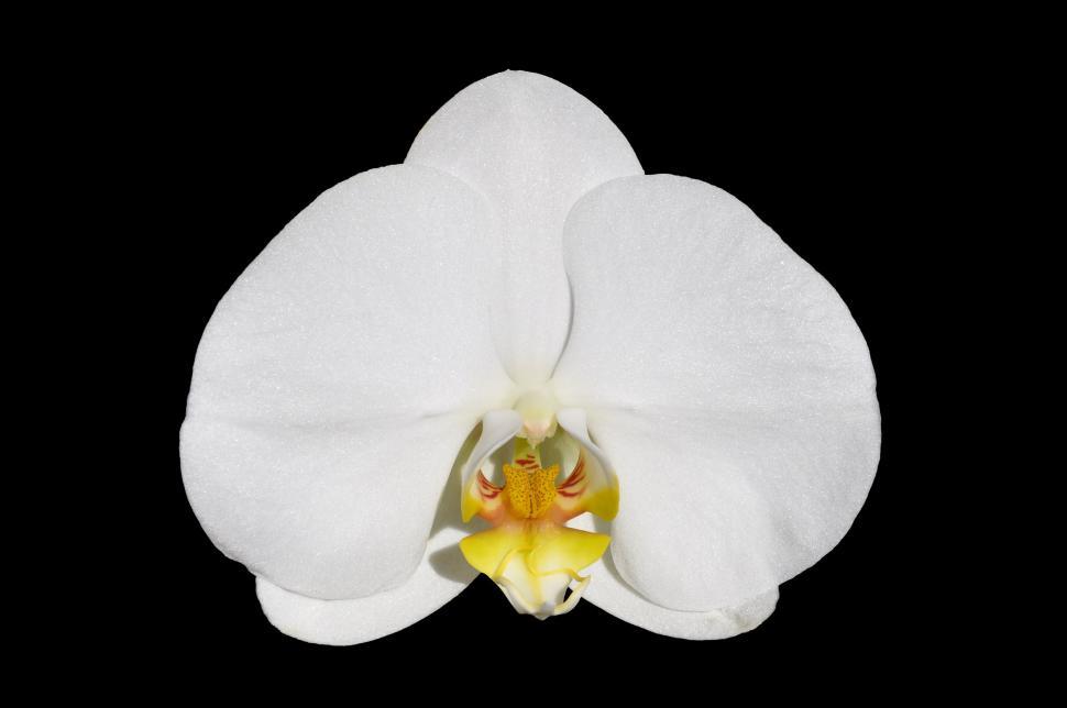 Free Image of Moth orchid 