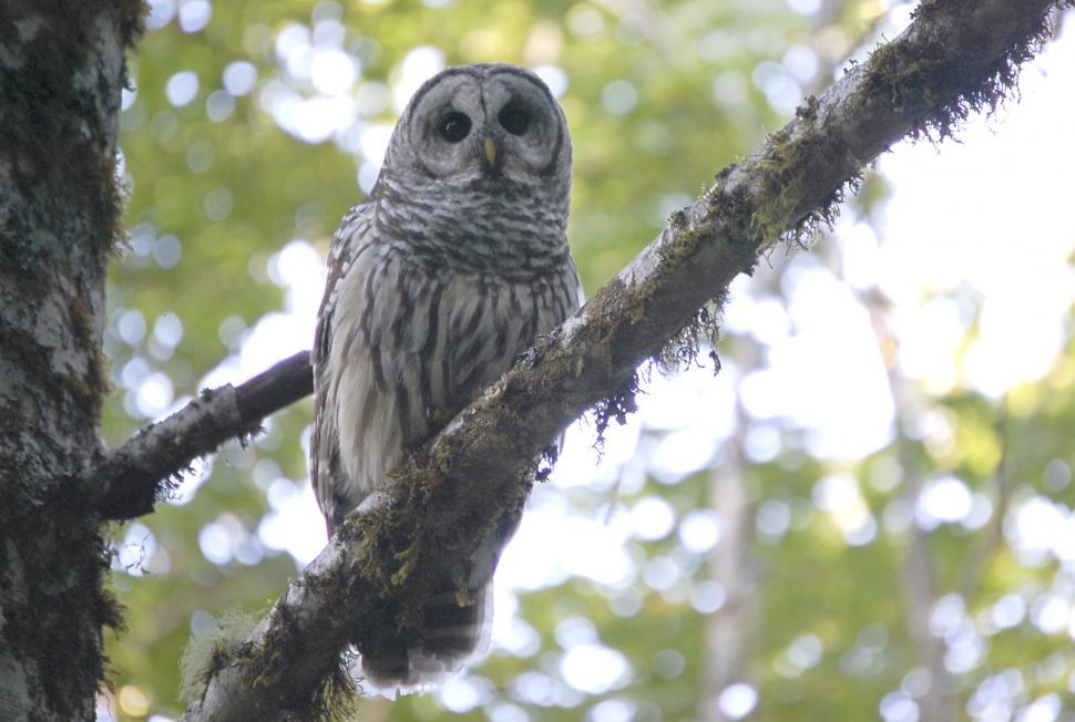 Free Image of Barred Owl 