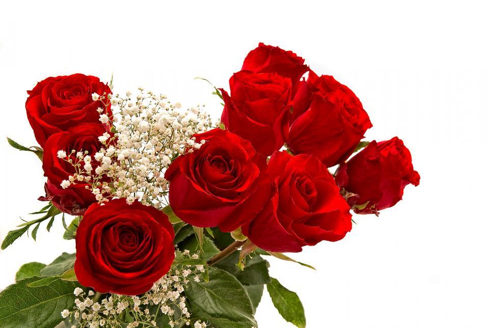Free Image of Roses 