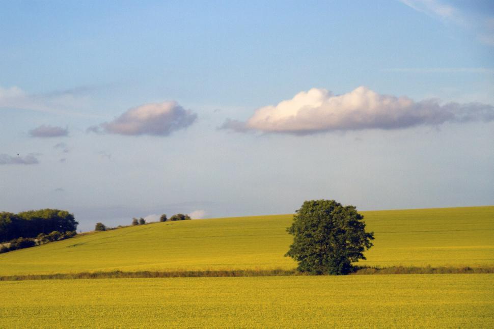 Free Image of Tree and Field 