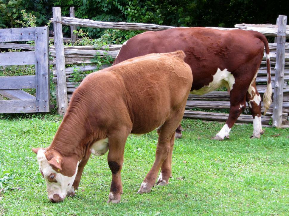 Free Image of Cows in a Pasture 