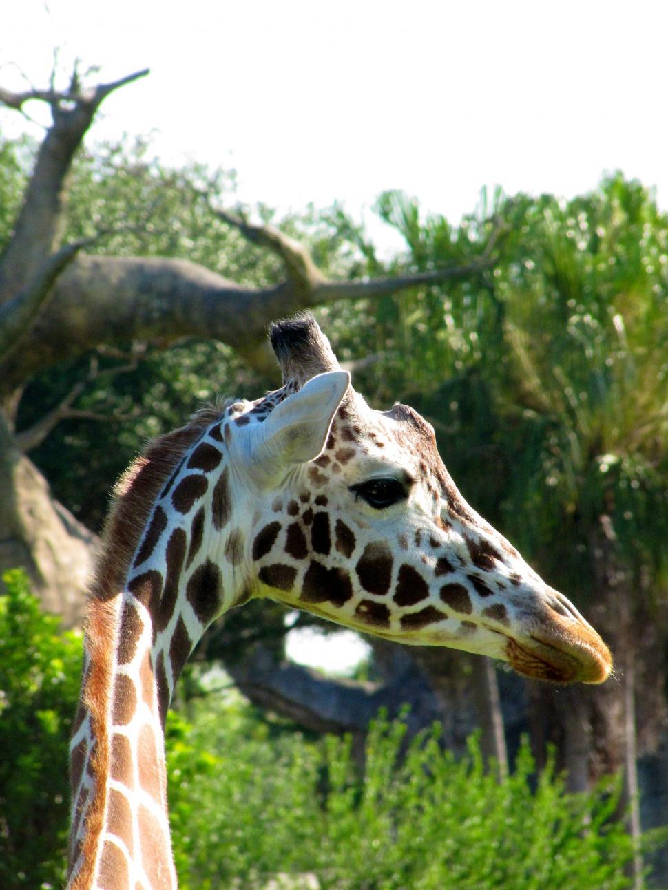 Free Image of Close Up of a Giraffe With Trees in the Background 