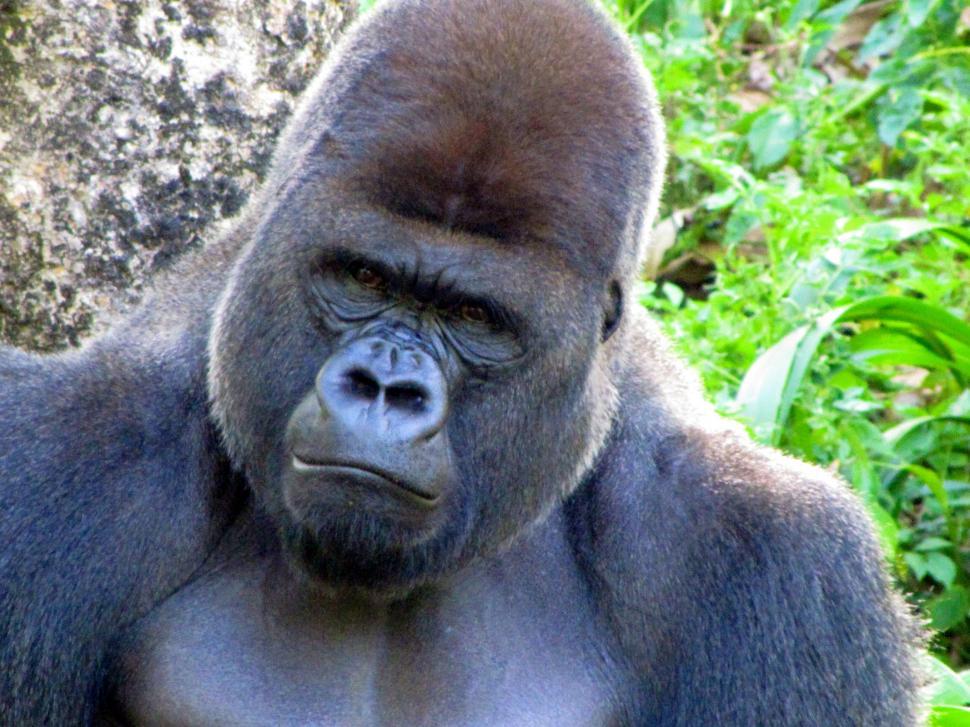 Free Image of Close Up of Gorilla With Bush in Background 