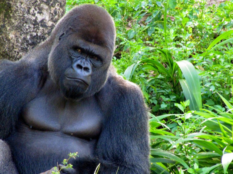 Free Image of Gorilla Sitting on Rock in Grass 