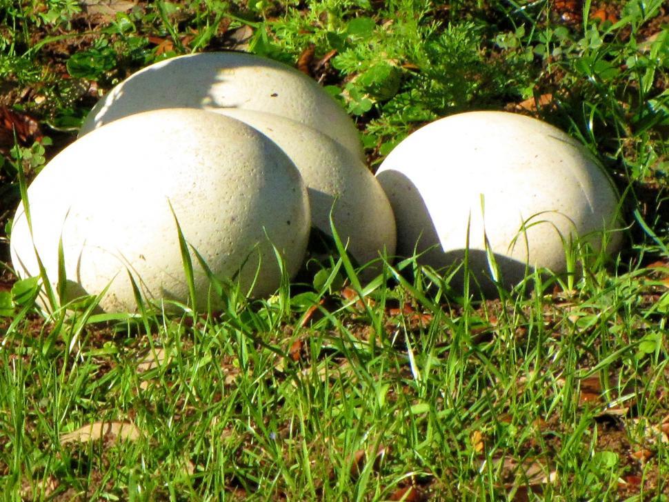 Free Image of Group of White Balls in the Grass 