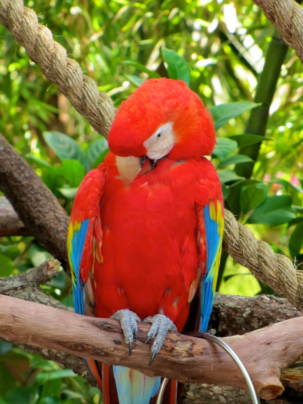 Free Image of Red Parrot Sitting on Top of a Tree Branch 