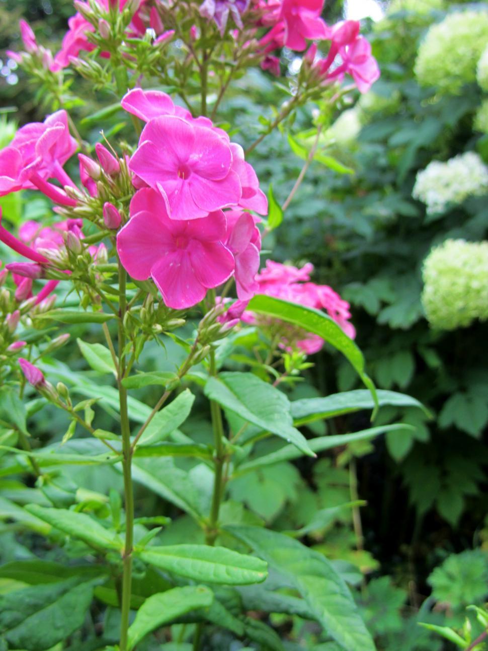 Free Image of Close Up of a Pink Flower Surrounded by Many Other Flowers 