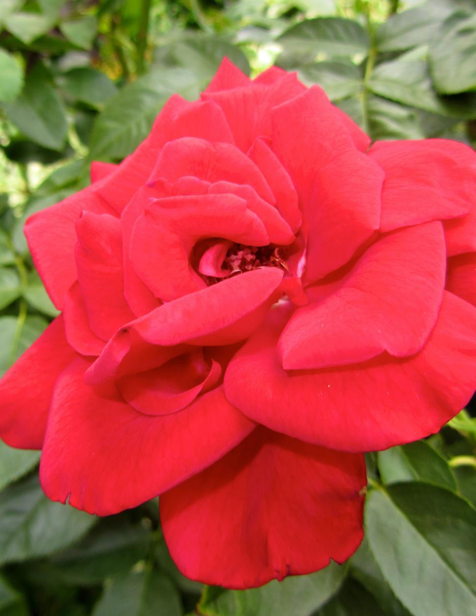 Free Image of Red Rose 