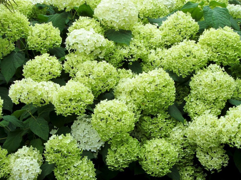 Free Image of Close Up of Green Flowers 