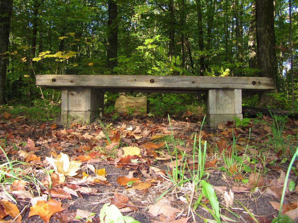 Free Image of Wooden Bench in Forest 