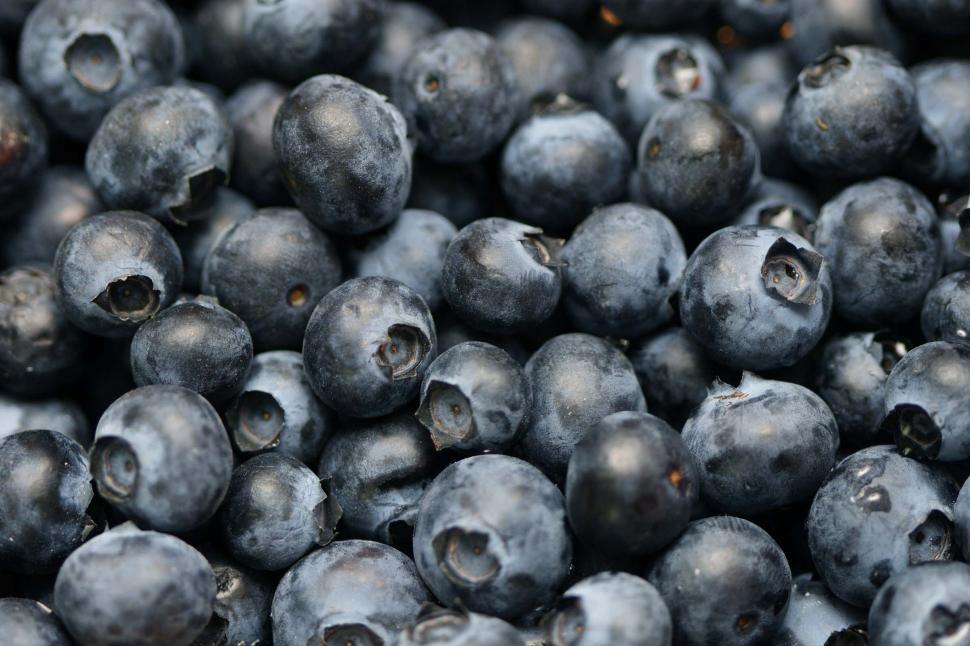 Free Image of blueberries background 