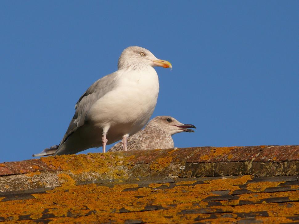 Free Image of seagulls 