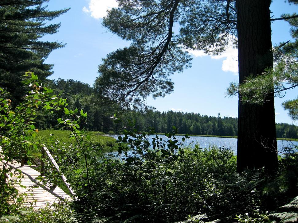 Free Image of A Bench in a Forest by a Lake 