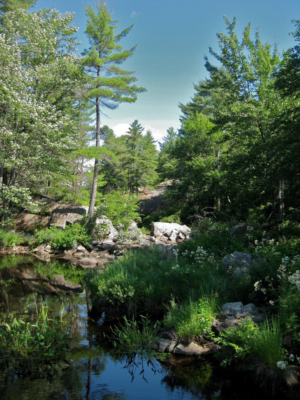 Free Image of Small Stream Flowing Through Lush Green Forest 