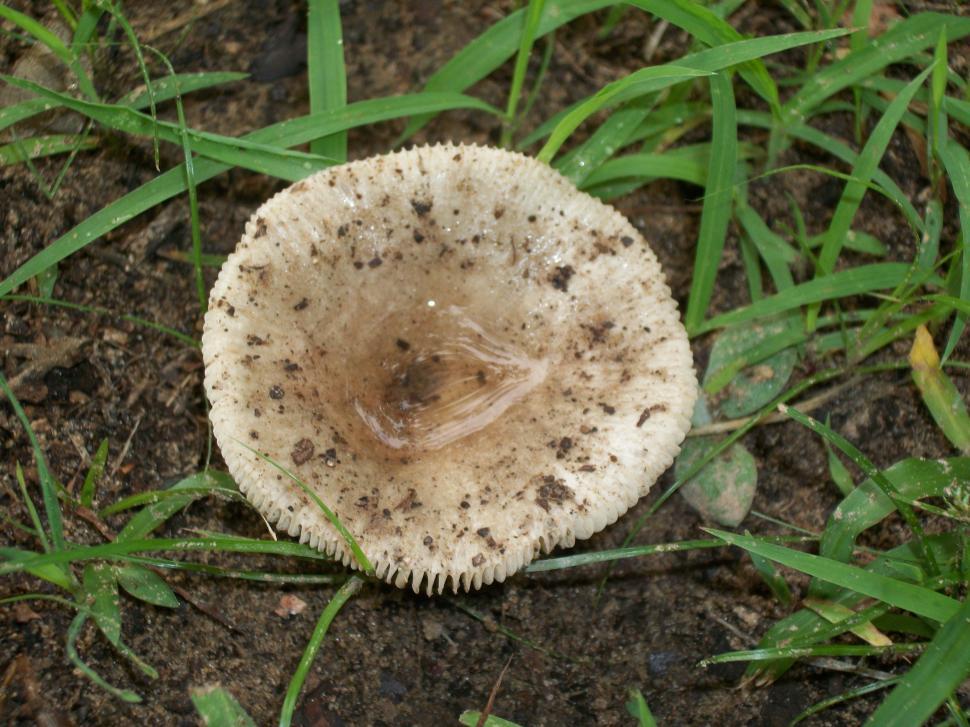 Free Image of Wild mushroom 