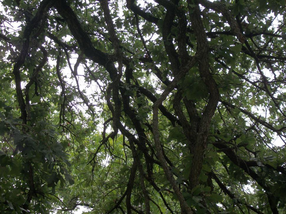 Free Image of Majestic Tree With Abundant Green Leaves 