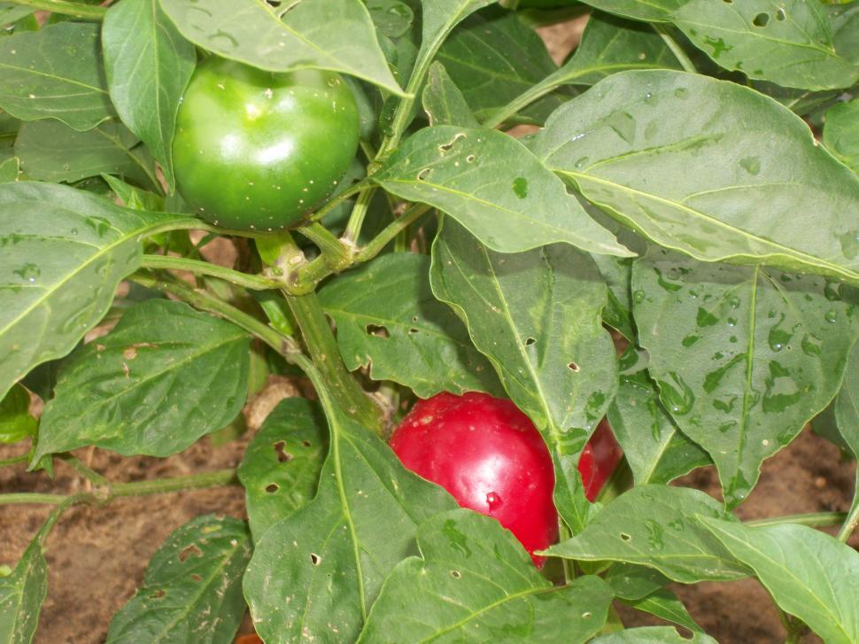 Free Image of Close Up of Plant With Green and Red Peppers 