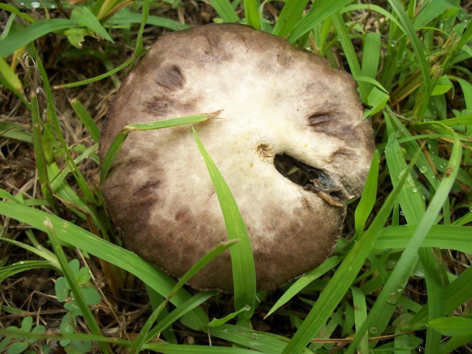 Free Image of Mushroom Resting in Grass 