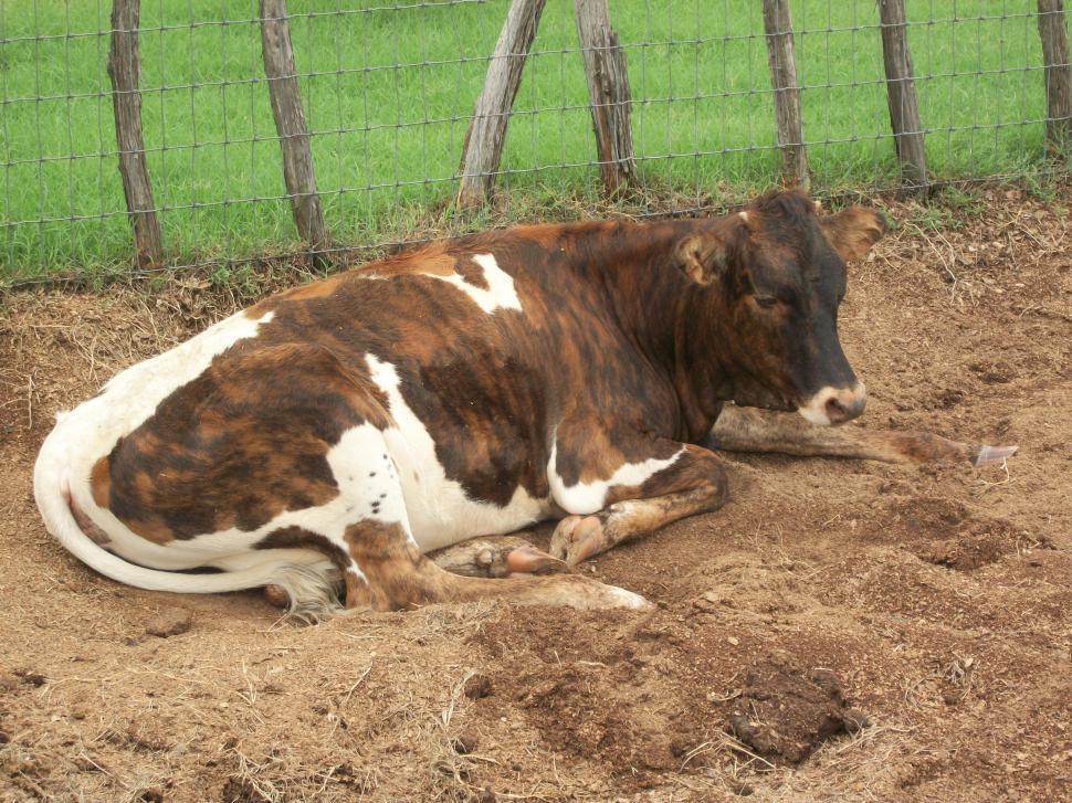 Free Image of Brown and White Cow Laying in Dirt 