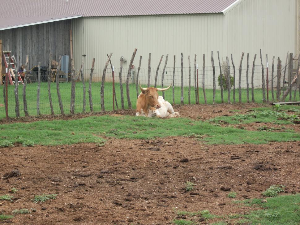 Free Image of Brown and White Cow Laying on Green Field 